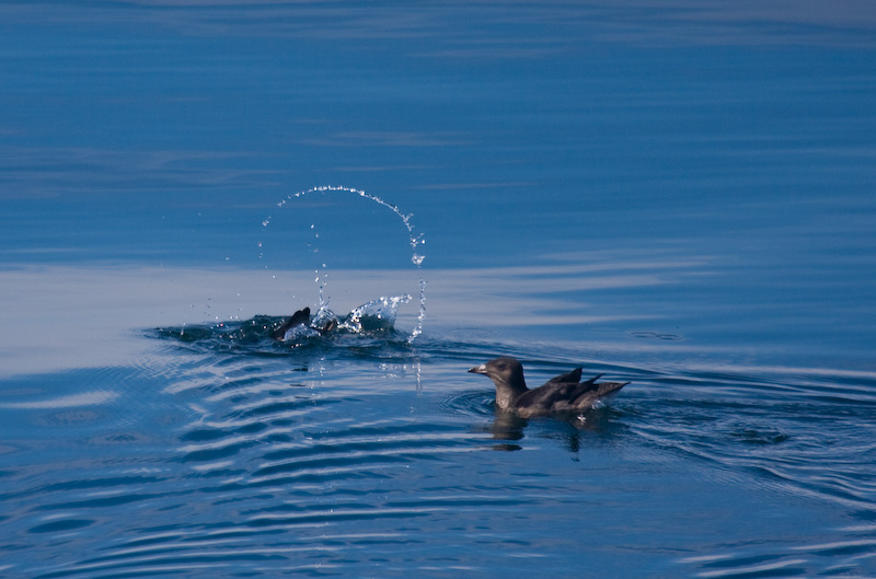 Rhinoceros Auklets